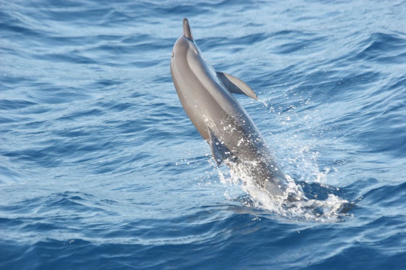 Stenella longirostris 