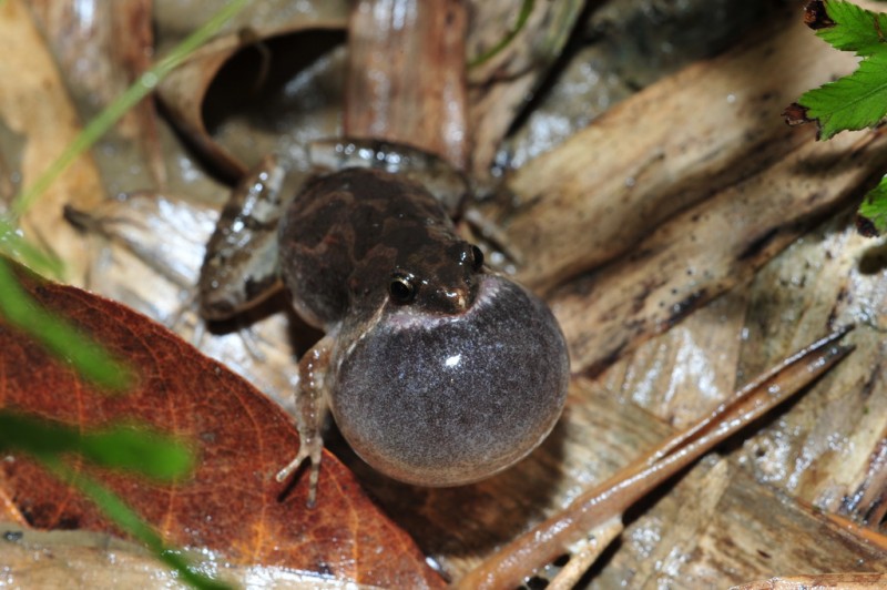 Microhyla butleri 