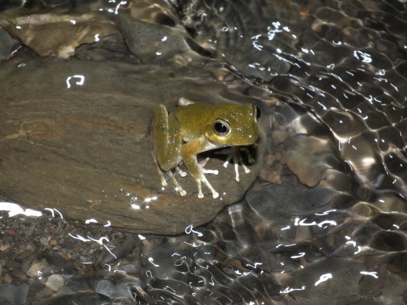 Buergeria japonica 