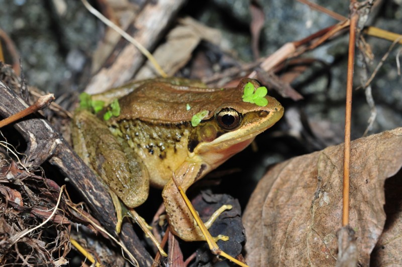 Babina adenopleura 