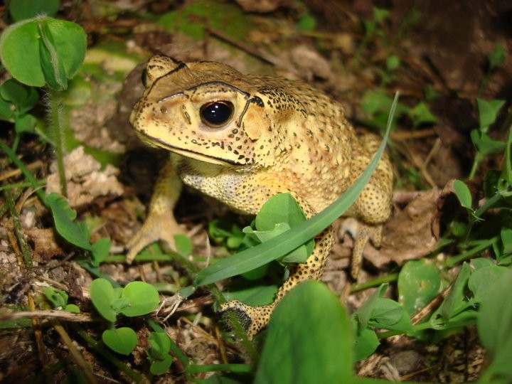 Duttaphrynus melanostictus 