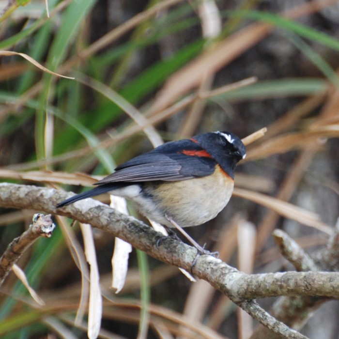 Tarsiger johnstoniae 阿里山鴝,臺灣林鴝