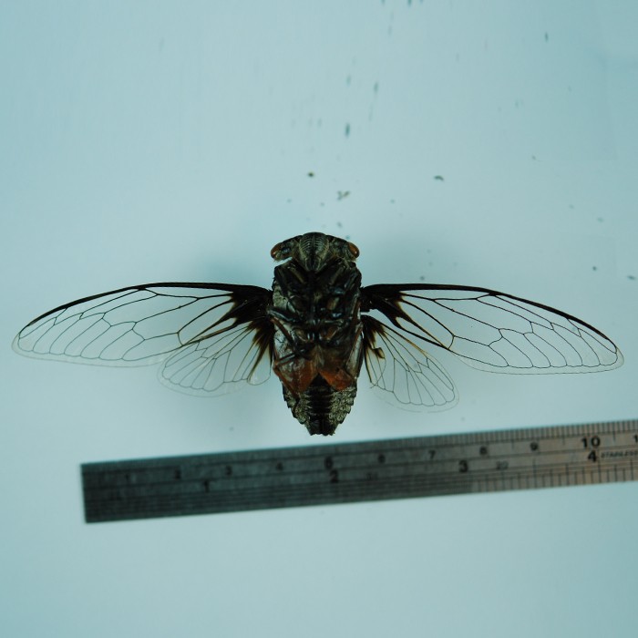 Cryptotympana takasagona 