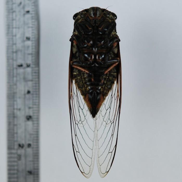 Cryptotympana atrata 