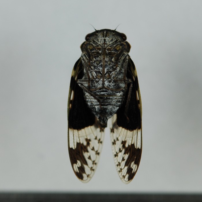 Platypleura takasagona 