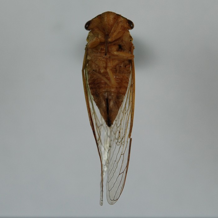 Chremistica ochracea 