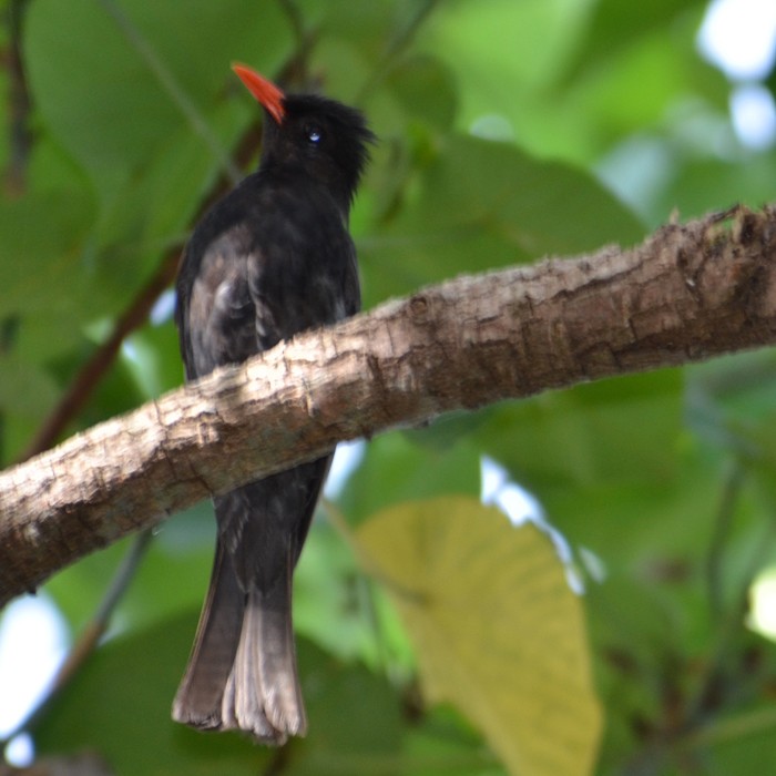 Hypsipetes leucocephalus nigerrimus 黑短腳鵯,紅嘴黑鵯