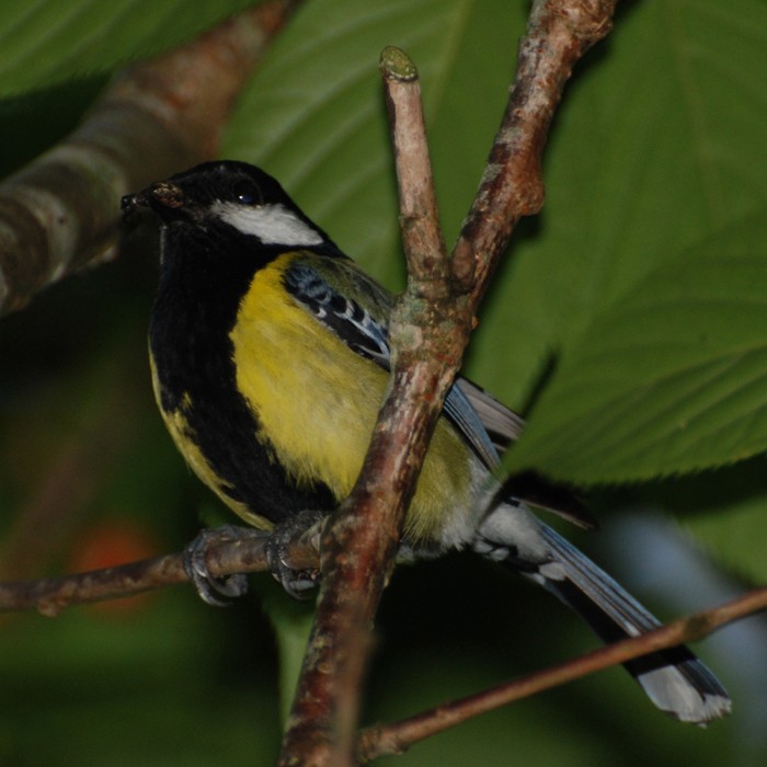 Parus monticolus insperatus 綠背山雀