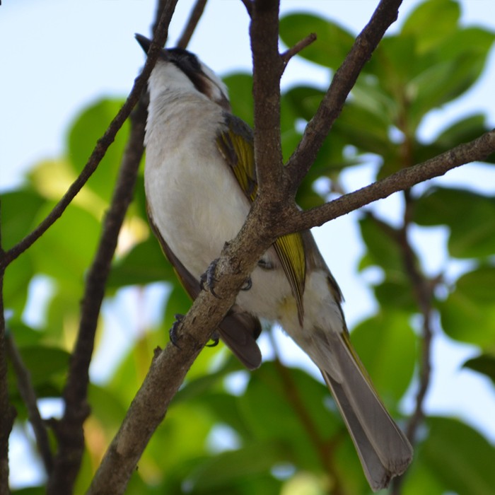 Pycnonotus sinensis formosae 白頭鵯,白頭翁