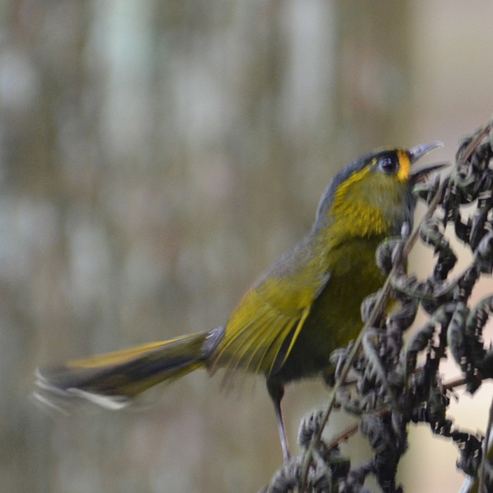 Liocichla steerii 藪鳥,黃胸藪眉