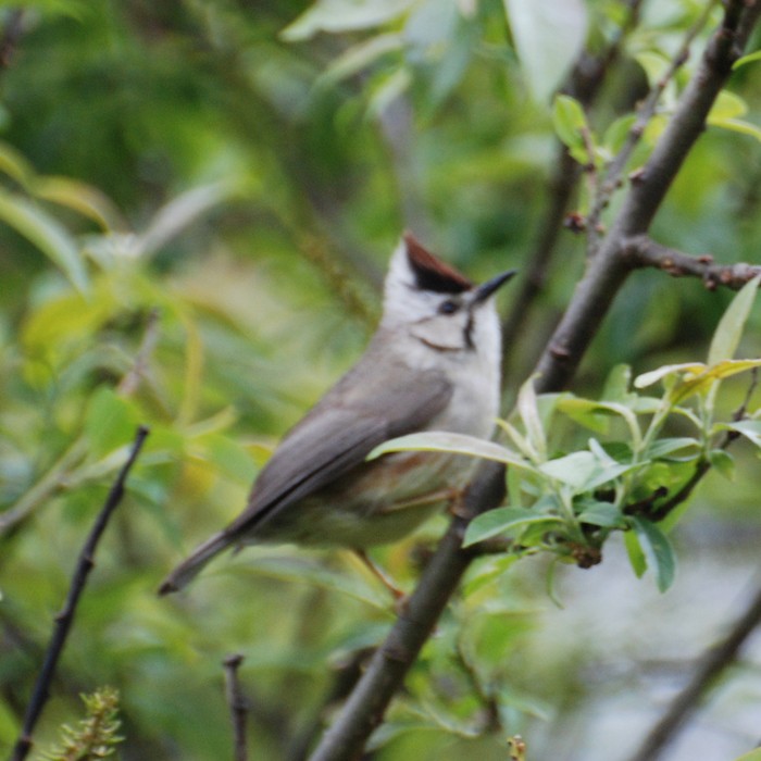 Yuhina brunneiceps 冠羽鳳鶥