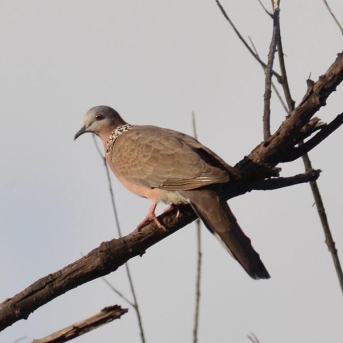 Streptopelia chinensis chinensis 斑頸鳩