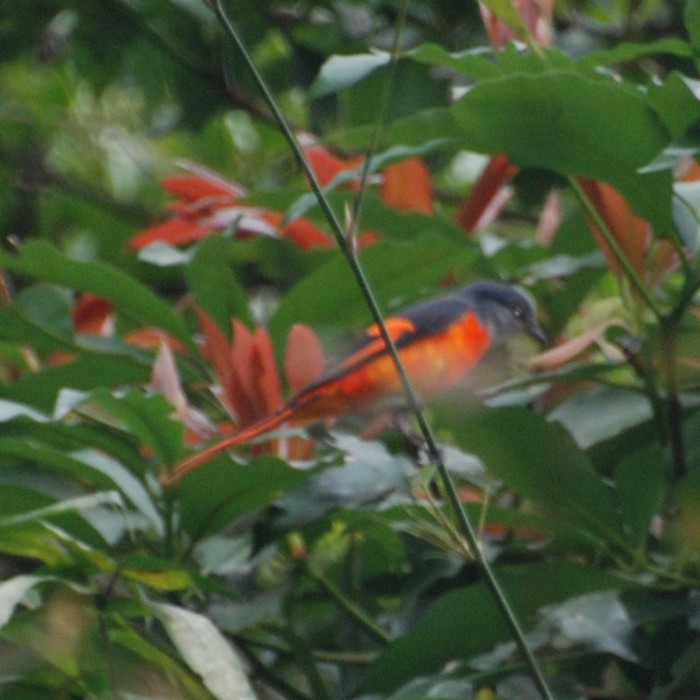 Pericrocotus solaris griseogularis 紅山椒鳥
