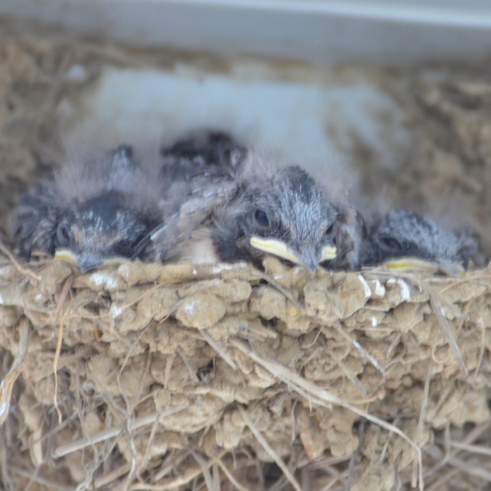 Hirundo rustica gutturalis 家燕,家燕(普通亞種)