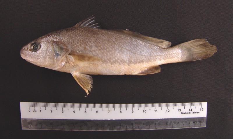 Johnius macrorhynus 春子,大吻叫姑魚