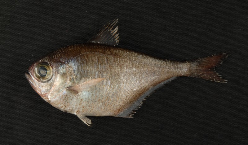 Pempheris oualensis 黑稍單鰭魚,皮刀,解餌刀,三角仔,刀片,水果刀