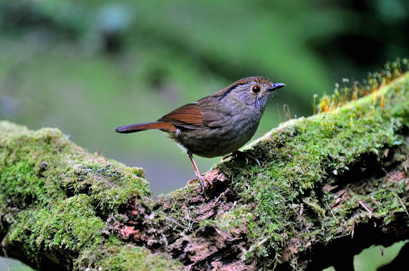 Alcippe brunnea brunnea 頭烏線,褐頂雀鶥