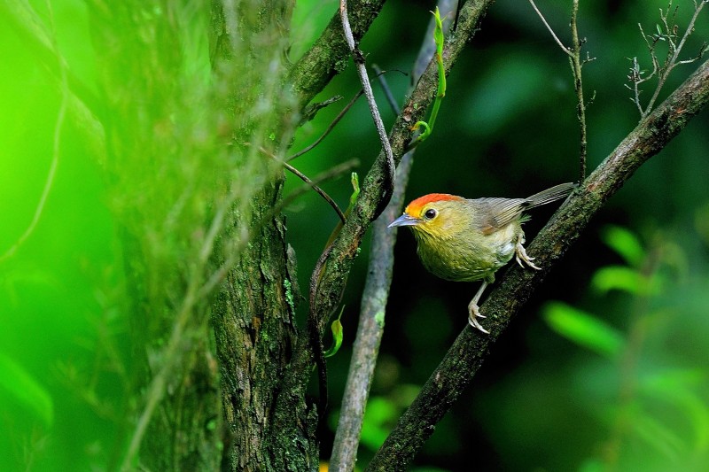 Stachyris ruficeps praecognita 山紅頭