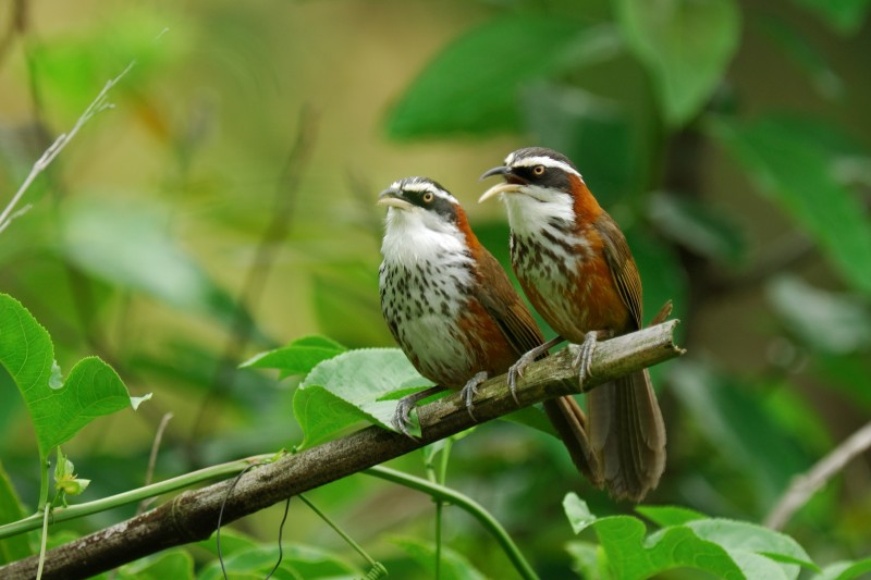 Pomatorhinus musicus 小彎嘴鶥,棕頸鉤嘴鶥,小彎嘴畫眉