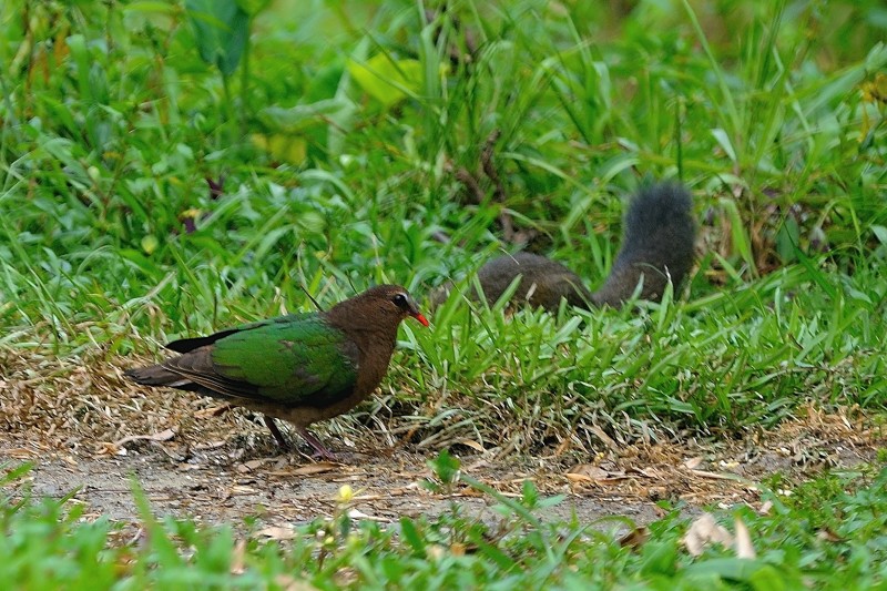 Chalcophaps indica indica 綠背金鳩