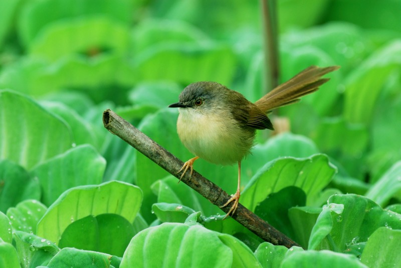 Prinia flaviventris sonitans 黃腹鷦鶯