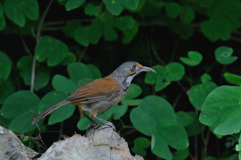 Pomatorhinus erythrocnemis 大彎嘴鶥,繡臉鉤嘴鶥,彎嘴畫眉,大彎嘴畫眉