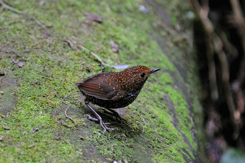 Pnoepyga formosana 鱗胸鷦鷯,鱗胸鷦鶥,小鷦鶥