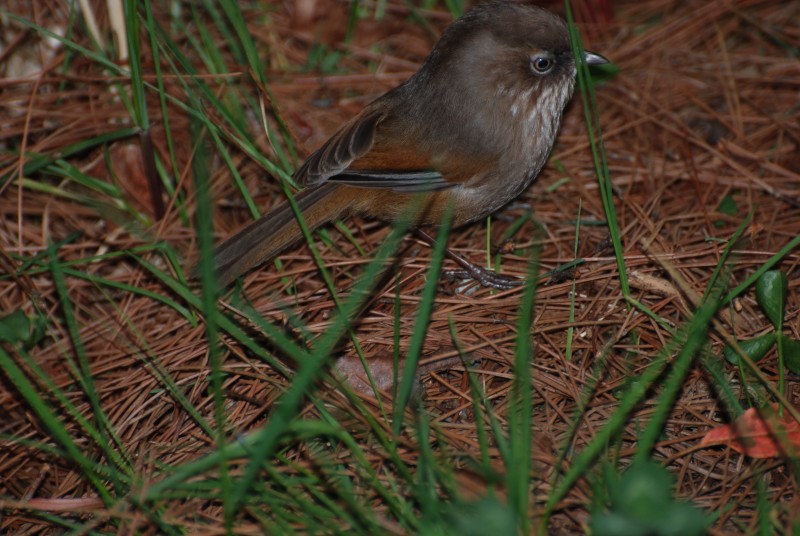 Alcippe cinereiceps formosana 灰頭花翼,褐頭花翼