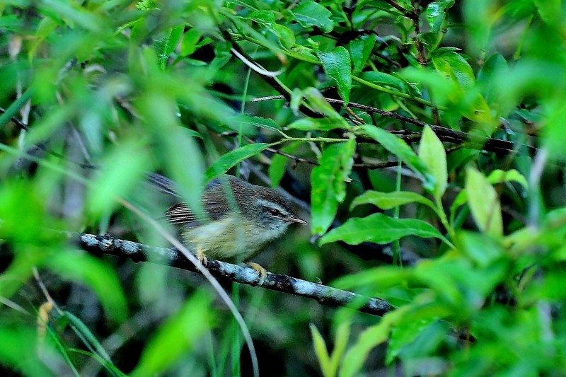 Cettia acanthizoides concolor 深山鶯