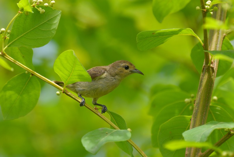 Dicaeum concolor uchidai 綠啄花鳥,純色啄花鳥