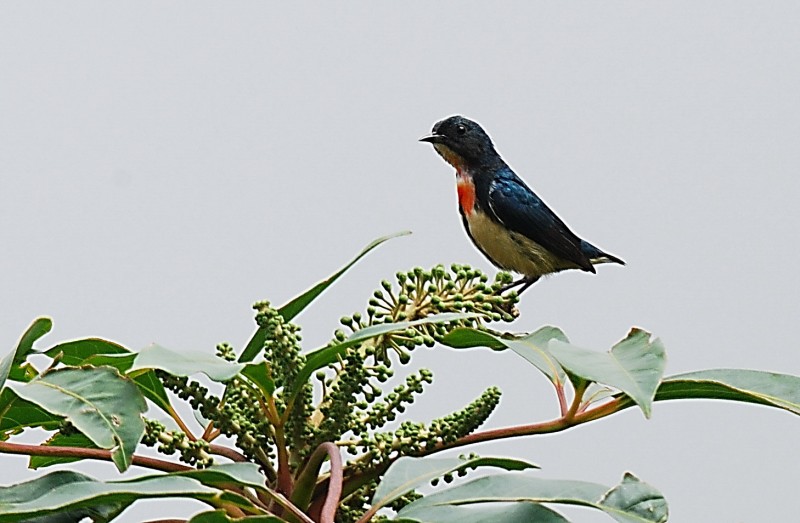 Dicaeum ignipectum formosum 紅胸啄花鳥,台灣啄花鳥