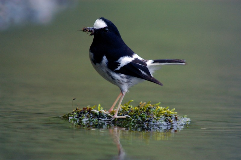 Enicurus scouleri fortis 小燕尾