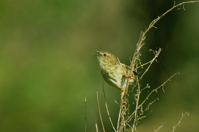 Prinia striata striata 山鷦鶯