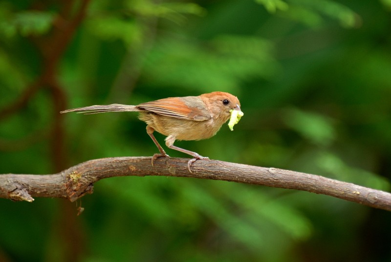 Paradoxornis webbianus bulomachus 棕頭鴉雀