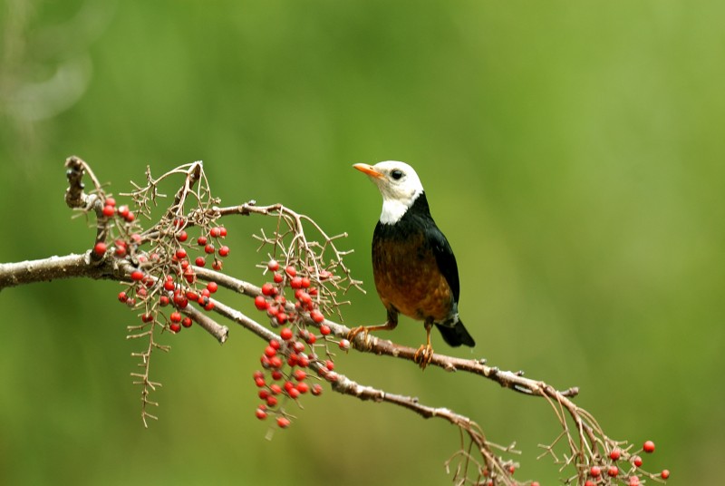 Turdus poliocephalus niveiceps 島鶇