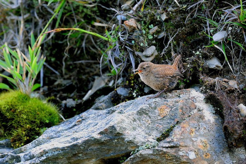 Troglodytes troglodytes taivanus 臺灣鷦鷯