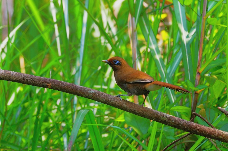 Garrulax poecilorhynchus poecilorhynchus 竹鳥