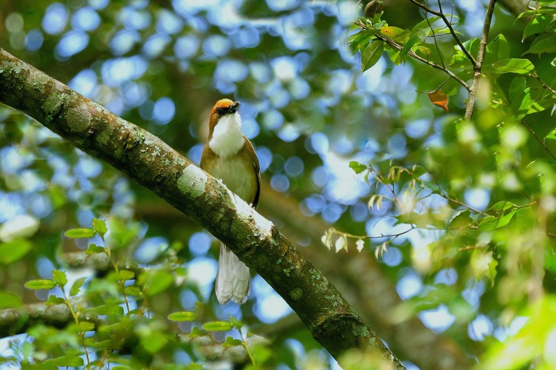 Garrulax albogularis ruficeps 白喉噪眉,白喉笑鶇,臺灣白喉噪眉