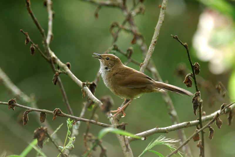 Bradypterus alishanensis 臺灣叢樹鶯,褐色叢樹鶯