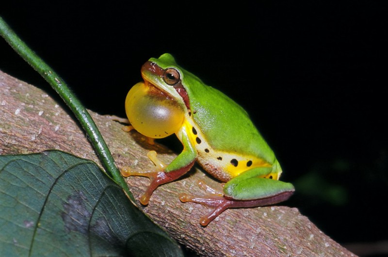 Hyla chinensis 