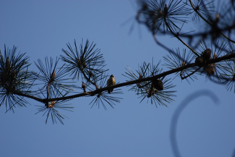 Regulus goodfellowi 臺灣戴菊,火冠戴菊