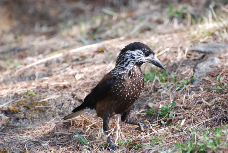 Nucifraga caryocatactes owstoni 