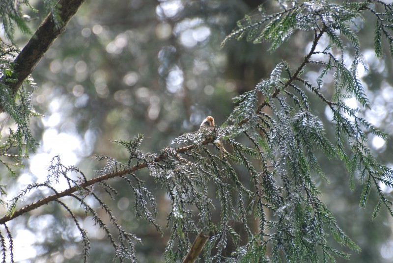 Paradoxornis verreauxi morrisonianus 黃羽鴉雀