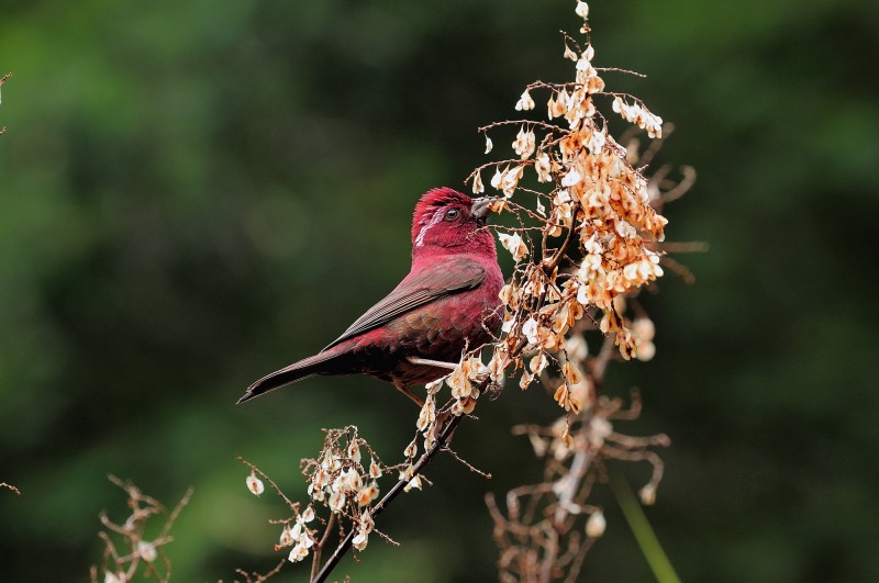 Carpodacus vinaceus formosanus 朱雀