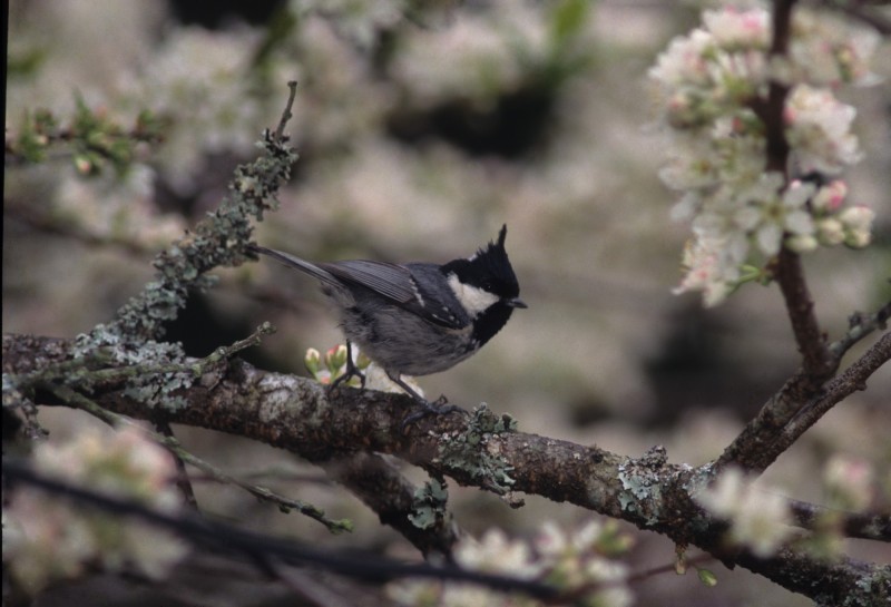 Periparus ater ptilosus 