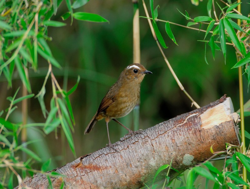 Brachypteryx montana goodfellowi 藍短翅鶇