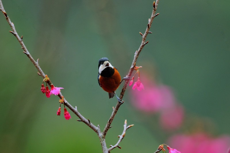 Cyanistes varius castaneoventris 