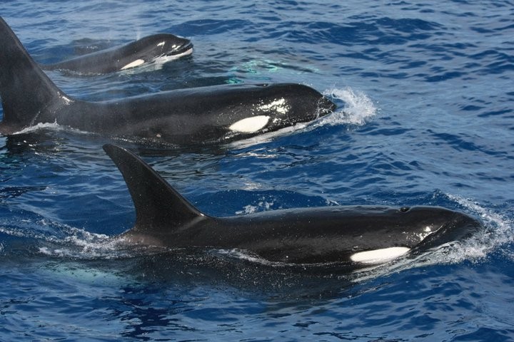 Orcinus orca 