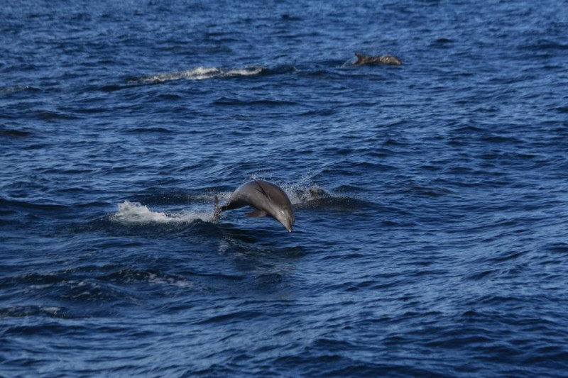 Tursiops truncatus 