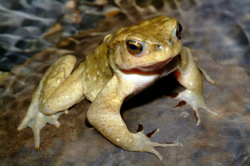 Bufo bankorensis 